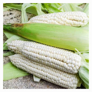 Grano de Maíz Blanco Limpio y Clasificado, Suministro a Granel para la Industria Alimentaria y Nutrición Animal - Product Image 2