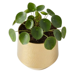 Pot de fleurs décoratif de taille moyenne en finition dorée, pour plantes de jardin, pots à fleurs et jardinières en métal, intérieur et extérieur - Product Image 3