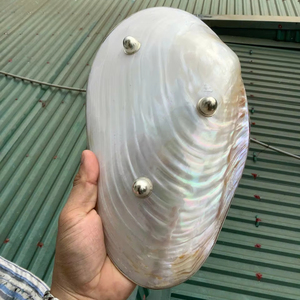 Polished Natural <b>Shell</b> Tray Mother of Pearl Plate 22CM With Standing Seashell Caviar Dish Handmade Elegant Craft Gift Wholesale - Product Image 1