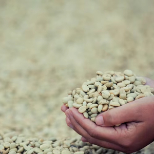 100% Natural Vietnamese Organic <b>Robusta</b> Green <b>Coffee</b> <b>Beans</b> Size 18, Wholesale in Bulk, USDA & ISO 22000 Certification - Product Image 1