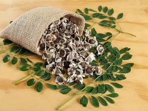 Semillas Grandes de Moringa - Product Image 2