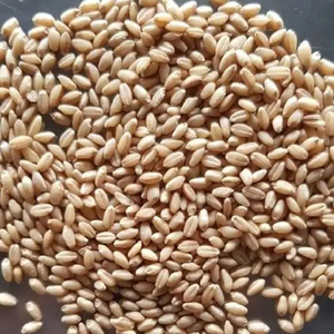 Grano de Trigo Integral Orgánico de la Mejor Calidad en Venta a Precio Económico, Grano de Trigo Integral Orgánico al por Mayor - Product Image 6