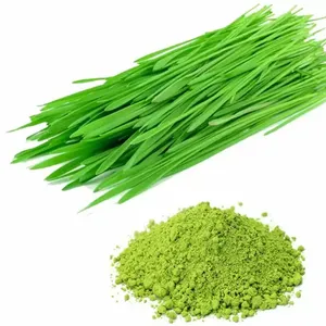 Poudre d'herbe de blé biologique en gros, qualité alimentaire, herbe de blé séchée finement moulue pour smoothies et suppléments à base de plantes, fournisseur en vrac - Product Image 4