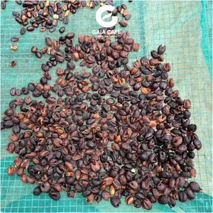 GAIA CAFE Café Thé aux cerises Arabica Catimor Origine Vietnam Thé noir en feuilles en vrac Emballage en vrac Produit écologique - Product Image 1