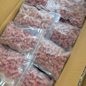 High Quality High Protein Sustainable Eco-Friendly 100% <b>Mouse</b> Frozen Feeder <b>Mice</b> for Reptiles Birds Prey Snakes-Lab-Grade Bulk - Product Image 5