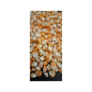 พร้อมจัดส่งข้าวโพด GMO คุณภาพพรีเมียม เกรดอาหาร จำหน่ายส่ง ปริมาณมาก คุณภาพเยี่ยม บริการ OEM สำหรับผู้ซื้อ B2B - Product Image 3