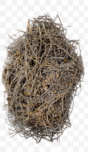 Herbe séchée d'Evolvulus Alsinoides, plante entière séchée d'Evolvulus Alsinoides, matière première végétale d'Evolvulus Alsinoides - Product Image 4