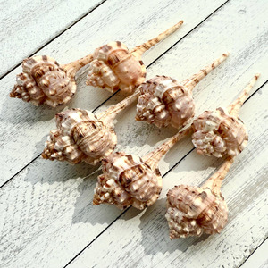 ของตกแต่งตู้ปลาเปลือกหอยทะเลธรรมชาติ ราคาถูกที่สุด - Product Image 4