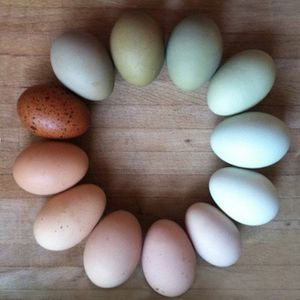 Huevos de Gallina Marrones de Primera Calidad, Frescos de Granja, Empacados con la Buena Esencia Natural, Ideales para Compra y Venta al por Mayor - Product Image 3