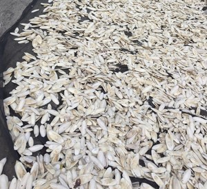 Os de seiche 100% NATUREL de HAUTE QUALITÉ pour OISEAUX et REPTILES à PRIX COMPÉTITIF - Product Image 3