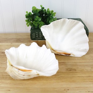 Conchas de almeja gigantes a buen precio, conchas de almeja para decoración, las más vendidas, concha de almeja marina para exhibición en la playa - Product Image 3
