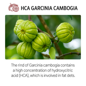 กาแฟผสมการ์ซีเนีย OEM 60 ซอง 750 มก. HCA ไขมันต่ำ ช่วยเผาผลาญไขมัน ควบคุมน้ำหนัก อาหารเสริมสำหรับสตรีมีครรภ์ - Product Image 2