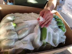 Venta al por mayor Premium Fresh Cavendish Banana de Vietnam de alta calidad al mejor precio para la exportación 99 Gold Data - Product Image 6