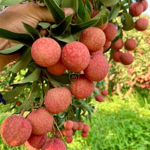 Fruits de litchi frais naturels du Vietnam, qualité supérieure, saveur sucrée, étiquette privée OEM disponible - Product Image 4