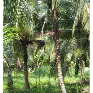 350ml <b>Bottle</b> Nata De Coco Drink with Coconut <b>Water</b> Manufacturers <b>Bottle</b> White Label - Product Image 5