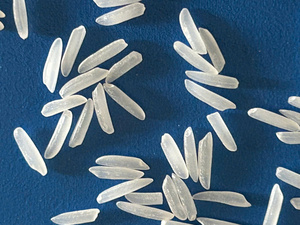 ข้าวหอมมะลิแท้ ST25 คุณภาพพรีเมียม เมล็ดยาว หอม กลิ่นหอม ไม่ใช่พืช GMO ผลิตในเวียดนาม ราคาดีที่สุด รับสั่งซื้อจำนวนมาก มาตรฐาน HACCP ISO - Product Image 3