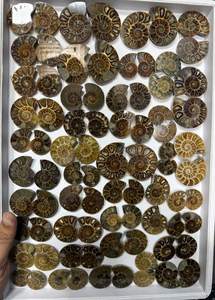 Venta al por Mayor de Especímenes Minerales Naturales, Piedras Preciosas Pulimentadas, Rebanadas de Concha de Amonita para Decoración del Hogar y Fabricación de Joyas, Regalo - Product Image 4