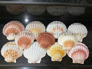 งานฝีมือเปลือกหอยธรรมชาติจากเวียดนาม ขัดเงาอย่างดี เป็นมิตรต่อสิ่งแวดล้อม ขายส่ง พร้อมบรรจุภัณฑ์ที่ปลอดภัยสำหรับการส่งออก - Product Image 5