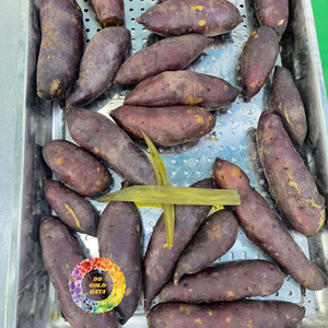Patates douces du Vietnam de qualité supérieure, 100% originales, cuitees à la vapeur, chair jaune, goût sucré, qualité A, en forme de chips, approvisionnement en vrac, traitement IQF - Product Image 3