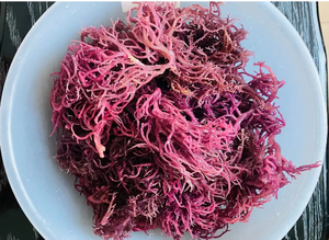 Mousse de mer violette de qualité supérieure – 100 % naturelle et séchée - Product Image 3