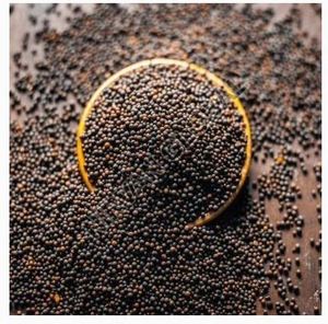 Mostaza Rai Natural Pura para Cocinar a Diario y Sazonar Encurtidos, Semillas de Mostaza Negra Natural en Oferta por el Fabricante - Product Image 1