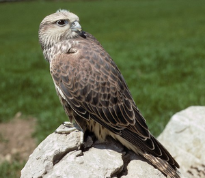 Fournisseur Premium de Sakers Falcon pour les Éleveurs Professionnels de Fauconnerie, les Installations Avicoles Licenciées et les Programmes Internationaux de Conservation de la Faune Sauvage - Product Image 2