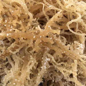 Musgo Marino Natural de Vietnam Barato al por Mayor, Algas Marinas Secas Frescas de Primera Calidad a Buen Precio - Product Image 6