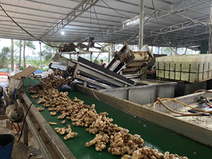 รากขิงสดต้นกำเนิดจากเวียดนาม - Product Image 3