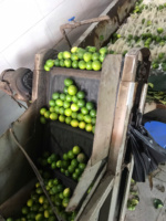 Vietnam Verse Pitloze Citroenen Zorgvuldig Geselecteerd Voor Export Gladde Huid Sappige Smaak Ideaal Voor Culinaire En Drankenindustrie