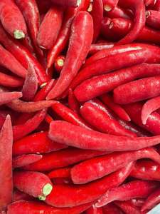 Piment rouge congelé de qualité supérieure, entier, sans tige, très piquant, IQF, pour la transformation alimentaire et la vente en gros - Product Image 1