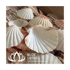¡OFERTA ESPECIAL! Conchas de Caracol Sostenibles (Amarillas, Blancas, Verdes, Plateadas) al por Mayor para Decoración Interior Moderna - Vietnam - Product Image 1