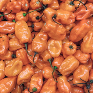 Piment Habanero frais et naturel à 100 %, 10 kg disponible à la vente - Product Image 3