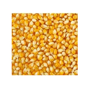 ข้าวโพดปลอดจีเอ็มโอคุณภาพพรีเมียม เกรดอาหาร พร้อมส่ง ขายส่งจำนวนมาก สินค้าขายดี ส่งออก - Product Image 1