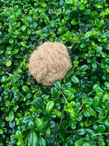 Pelota de fibra de coco para masticar para perros, pelota de cáscara de coco para masticar para perros, fabricante de juguetes ecológicos para mascotas de Vietnam ANGLE - Product Image 2