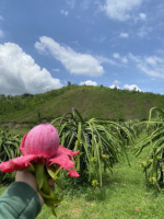 Premium Pitaya OEM ODM Landbouw Exporteur 100% Rode Drakenvrucht Vietnam Vers Fruit Hoge Kwaliteit Fruitleverancier