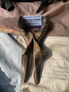 เขาแพะคู่ คู่เขาธรรมชาติสำหรับตกแต่งและงานฝีมือ คุณภาพสูง - Product Image 6