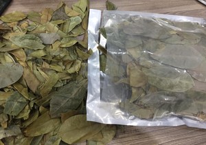 Hojas de guanábana secas seleccionadas a mano para bolsitas de té e infusiones saludables, productos premium, proveedor de Vietnam - Product Image 6