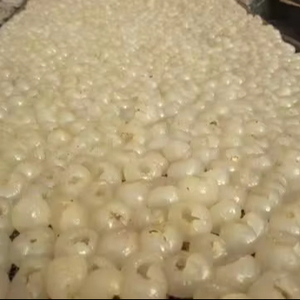 Longan Congelado en Stock, Entrega Rápida - Product Image 1