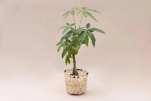 Handmade Rattan Planter <b>Basket</b> For Indoor Plants Home <b>Table</b> Balcony Garden Decorative Flower Pot Holder Boho Style Decor - Product Image 2