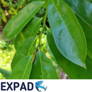Organic Graviola Leaves for <b>Tea</b> Brands and Wellness Product Development - Product Image 5