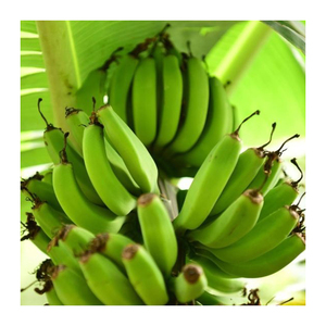 Plátanos Cavendish Verdes Naturales Frescos de Granja para Cocinar Diariamente y Consumo Nutricional - Product Image 1