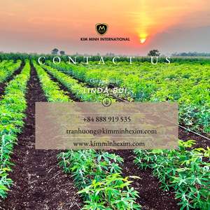 Polvo de Residuos de Tapioca - Polvo de Producto Derivado de Yuca para Alimentación Animal, Fabricante Kim Minh International, Vida Útil de 12 Meses - Product Image 3