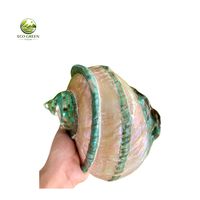 Coquille de mer naturelle de luxe polie, style Turbo Perle, pour la décoration intérieure côtière, les aquariums et les souvenirs cadeaux