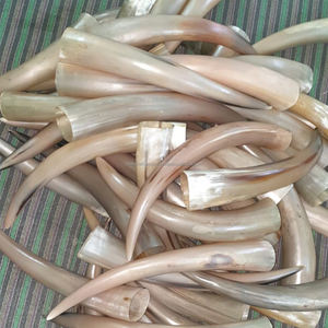 Longues cornes de bœuf polies naturelles, pièce maîtresse décorative pour la décoration de la maison, corne de vache et de buffle africaine - Product Image 3