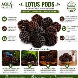AQUA VRIKSHA Capsules de lotus naturelles de qualité supérieure pour aquarium, bassin à poissons Betta, bassin à crevettes et aquascaping |   9-11 cm | Lot de 10 - Product Image 5