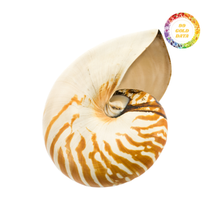 Exquisitas conchas Nautilus de cámara, artesanía natural de alta calidad para decoración única y arte de joyería - Product Image 3