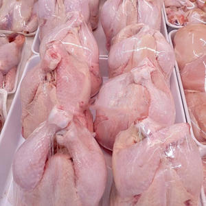 Pollo Congelado Halal al por Mayor, Carne de Pollo Premium para Venta al por Menor y Suministro de Servicios de Alimentación - Product Image 6