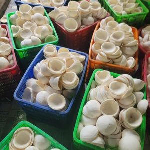 Venta al por mayor de carne de coco congelada IQF de Vietnam para alimentos, para importadores globales de snacks y paquetes de alimentos exóticos por 99 Gold Data - Product Image 3