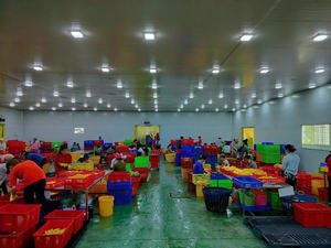 มะม่วงอบแห้ง มะม่วงทรอปิคอล วัตถุดิบสำหรับทำสมูทตี้ ของหวาน และท็อปปิ้งซีเรียล รสหวานเหนียวนุ่ม ผลิตจากเวียดนาม - Product Image 5