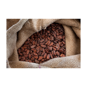 Sun Dried Raw Cocoa <b>Beans</b> | Cocoa <b>Beans</b> Suppliers | Manufacturers | Wholesalers - Product Image 6